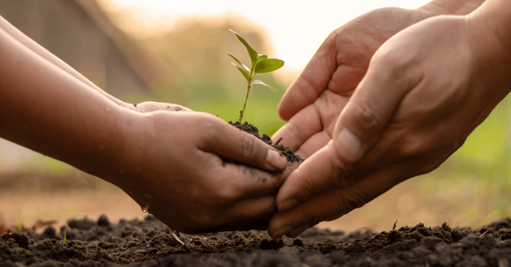 a child and adult's hand holding a seedling