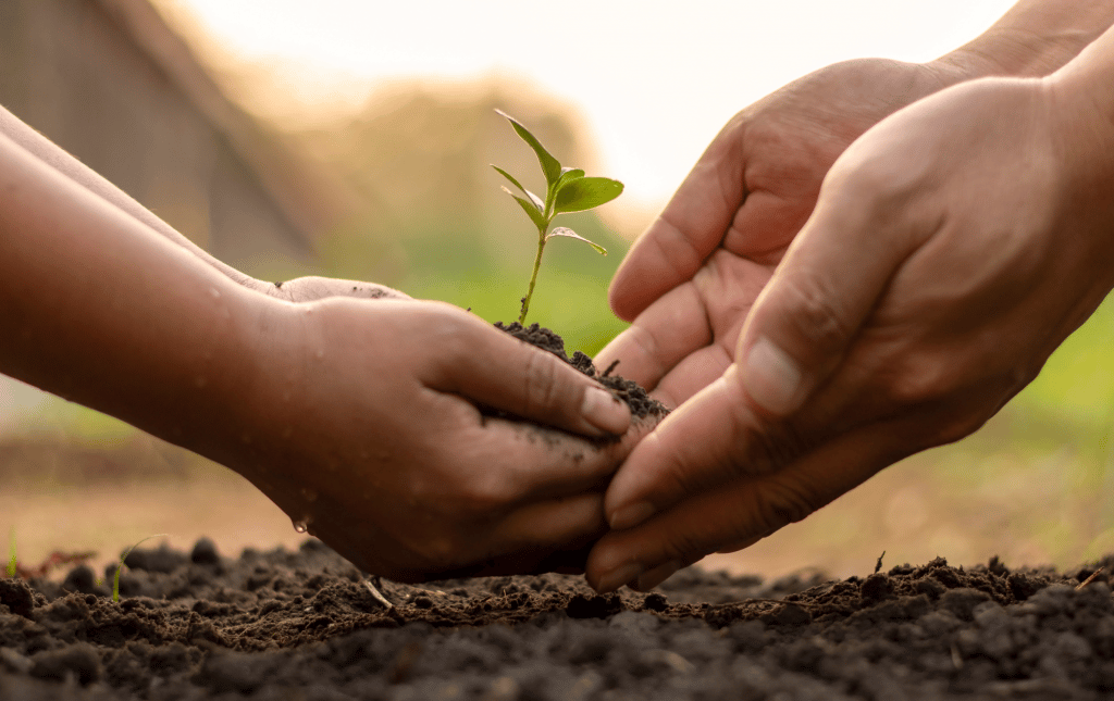 a child and adult's hand holding a seedling