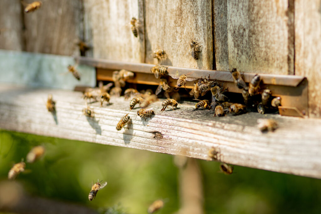 A lot of bees returning to bee hive and entering beehive with collected floral nectar and flower pollen. Swarm of bees collecting nectar from flowers. Healthy organic farm honey