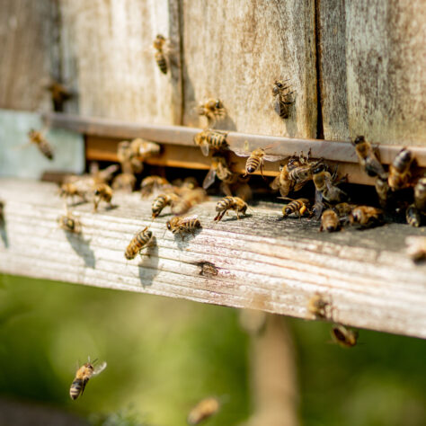 bees flying into bee hive