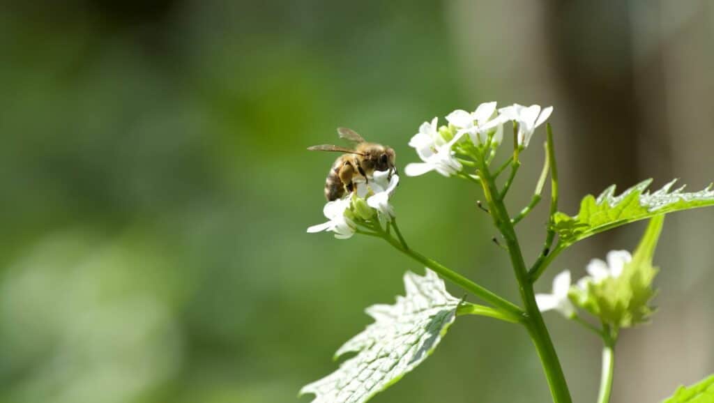 Bee on flower