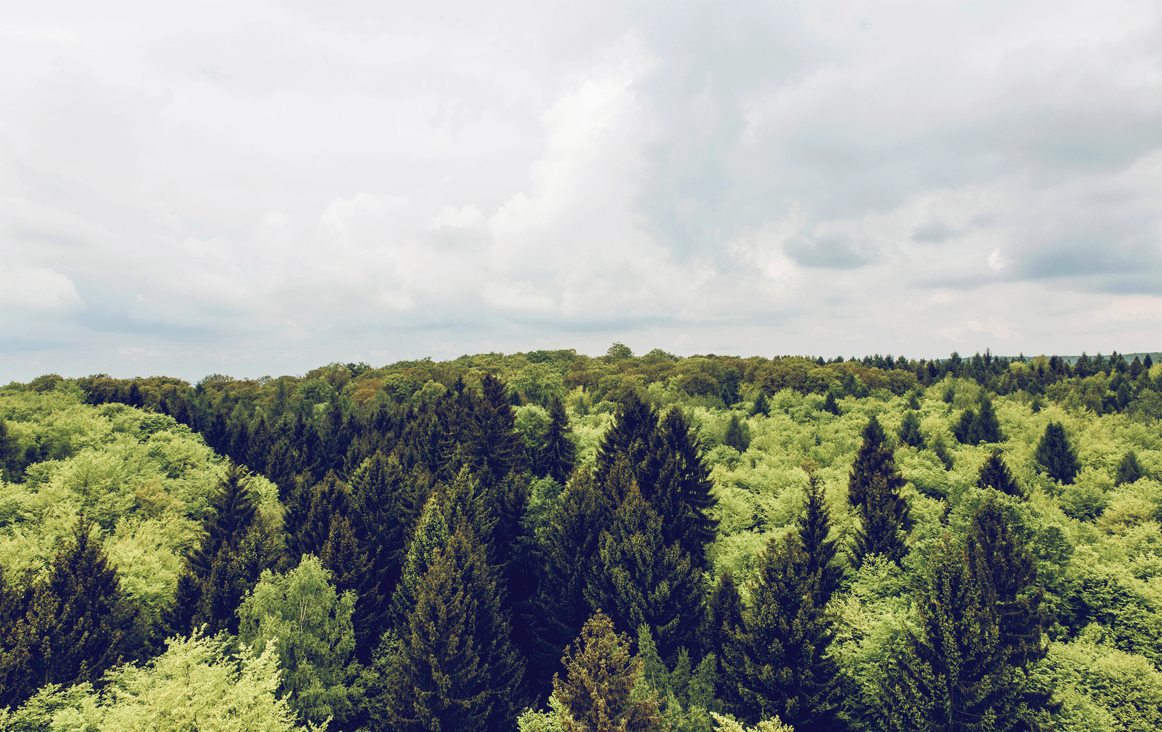 Header background