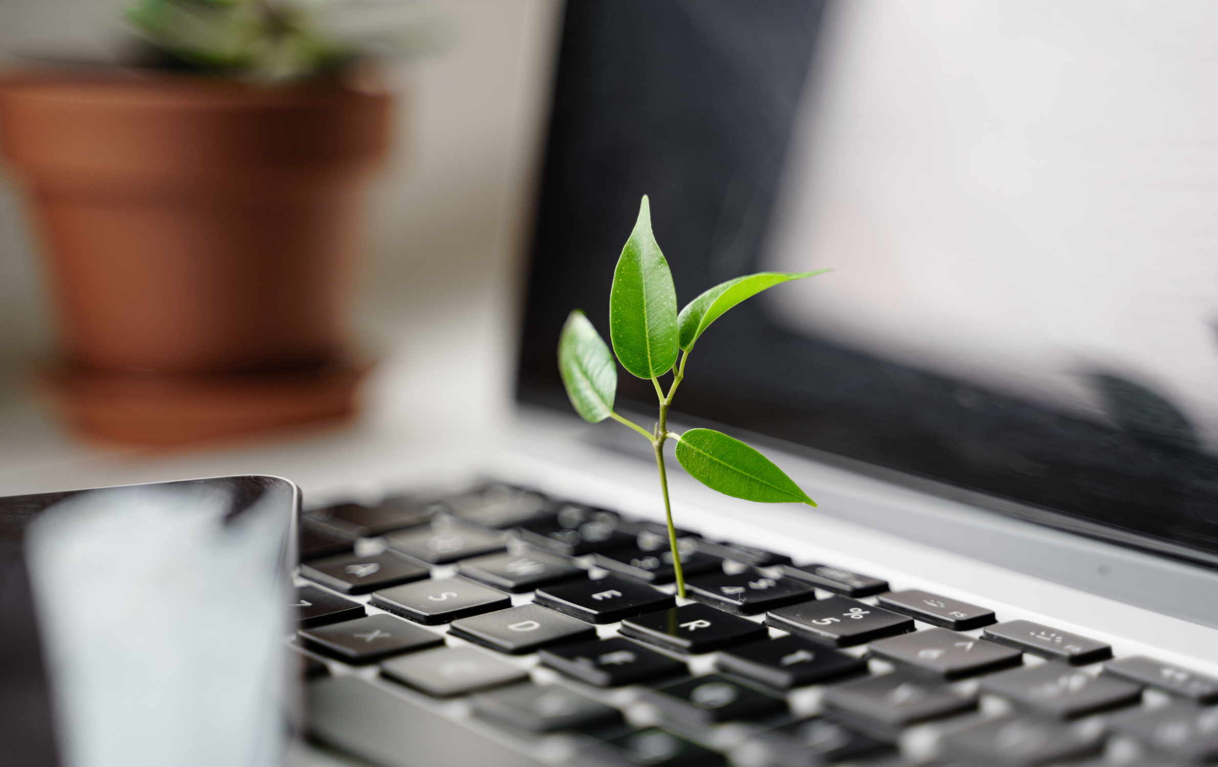 A seedling pokes up through the keyboard of a laptop - representative of a sustainable business.